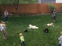 Dog_training_kaysville-spotlisting