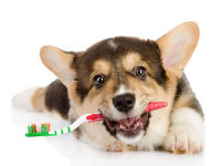 Dental_care_-_veterinarian_care-spotlisting